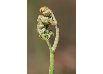 Adlerfarn (Pteridium aquilinum) - © Emanuel Trummer